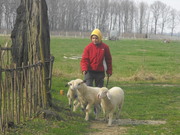 Mali pastir