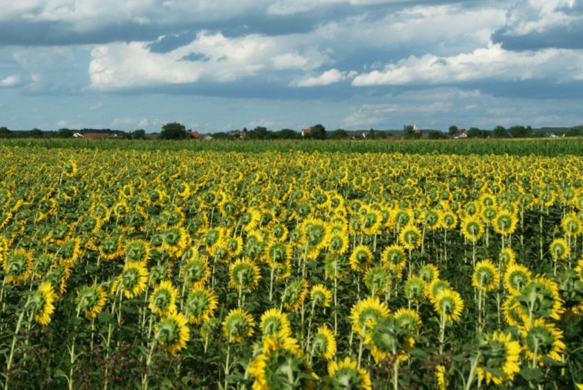 Suncokreti