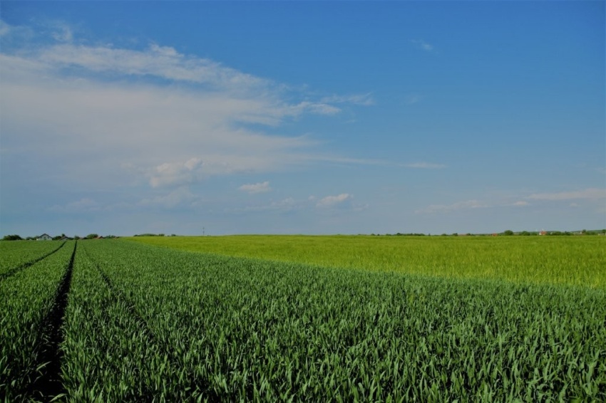 Žitno polje