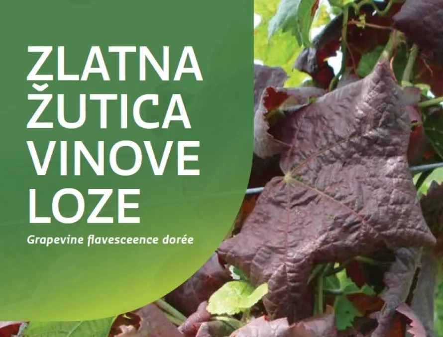 Obavijest o pojavi i sprječavanju širenja zlatne žutice vinove loze
